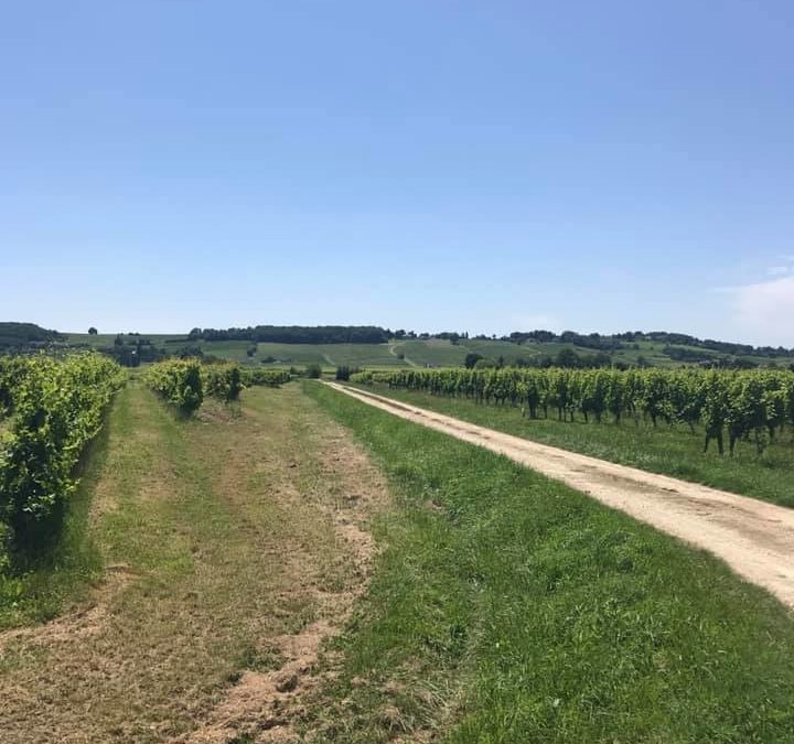 11 juillet : Bergerac – Saussignac
